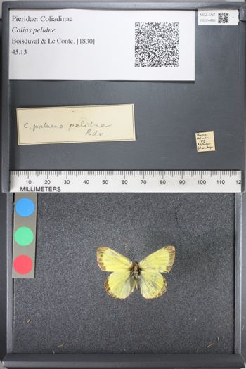 Media type: image;   Entomology 124485